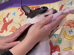 ホリスティック整体