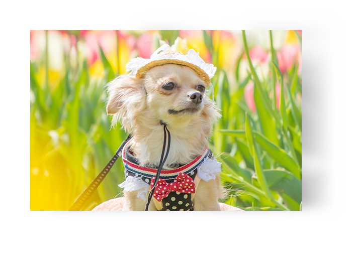 春のワンちゃんイメージ